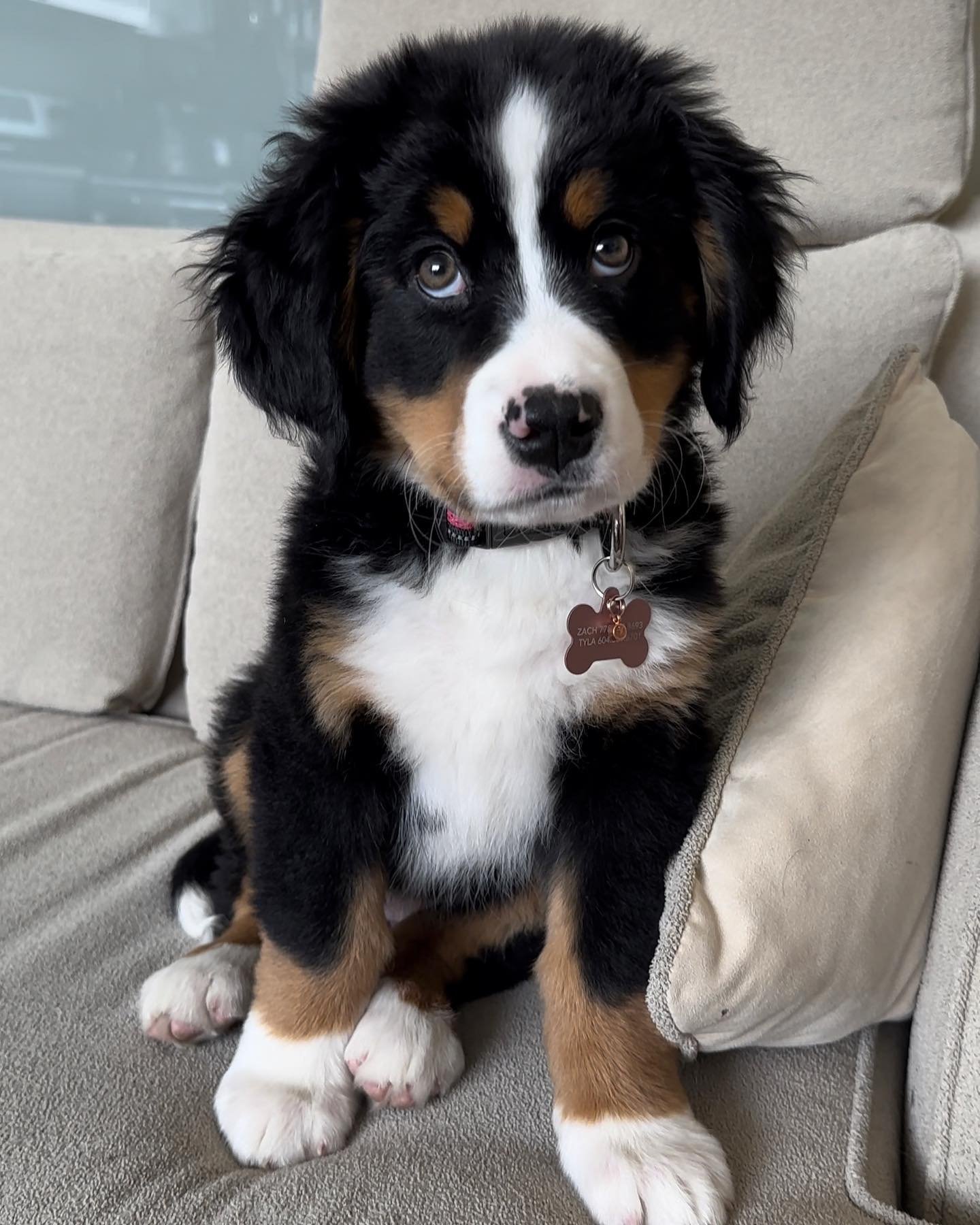 bernese mountain dog for sale