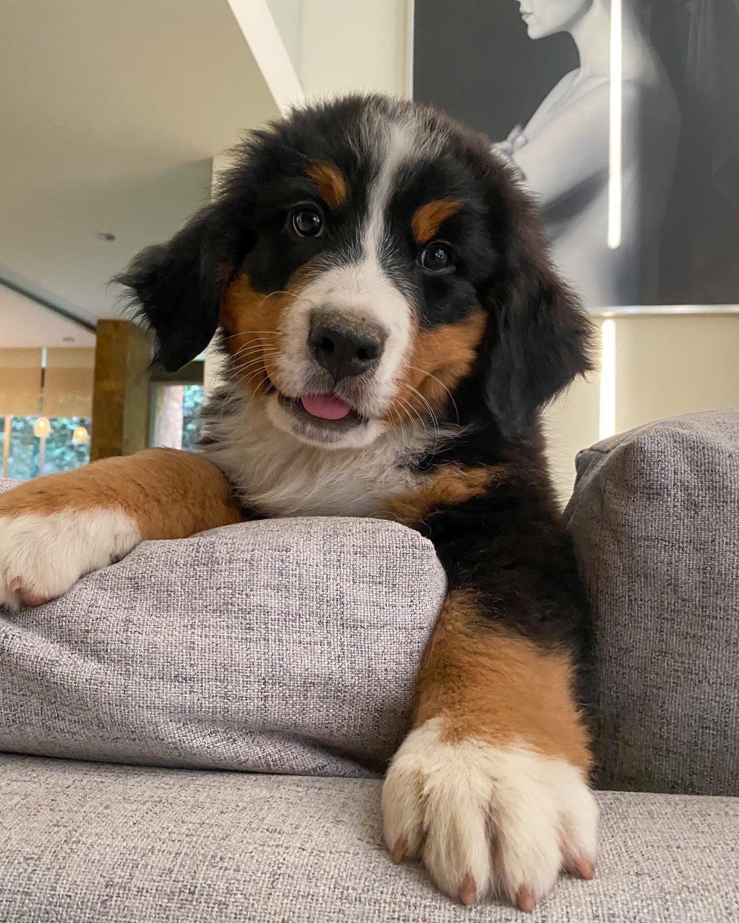 bernese mountain dog for sale