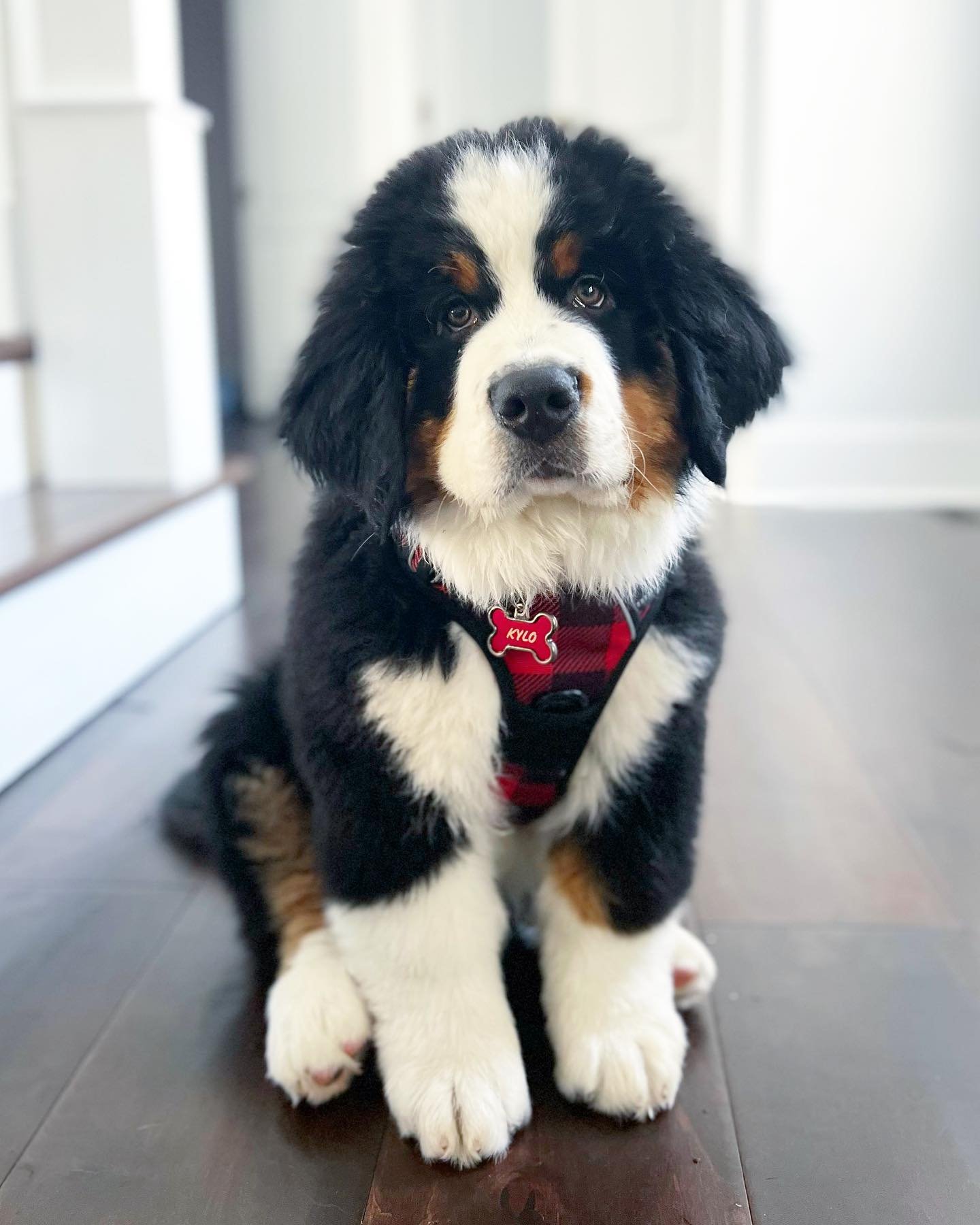 bernese mountain dog for sale