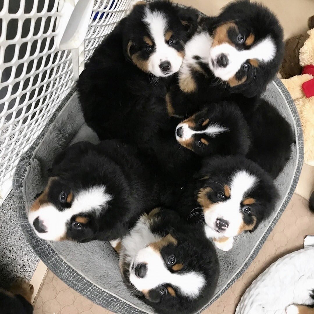 bernese mountain dog puppy