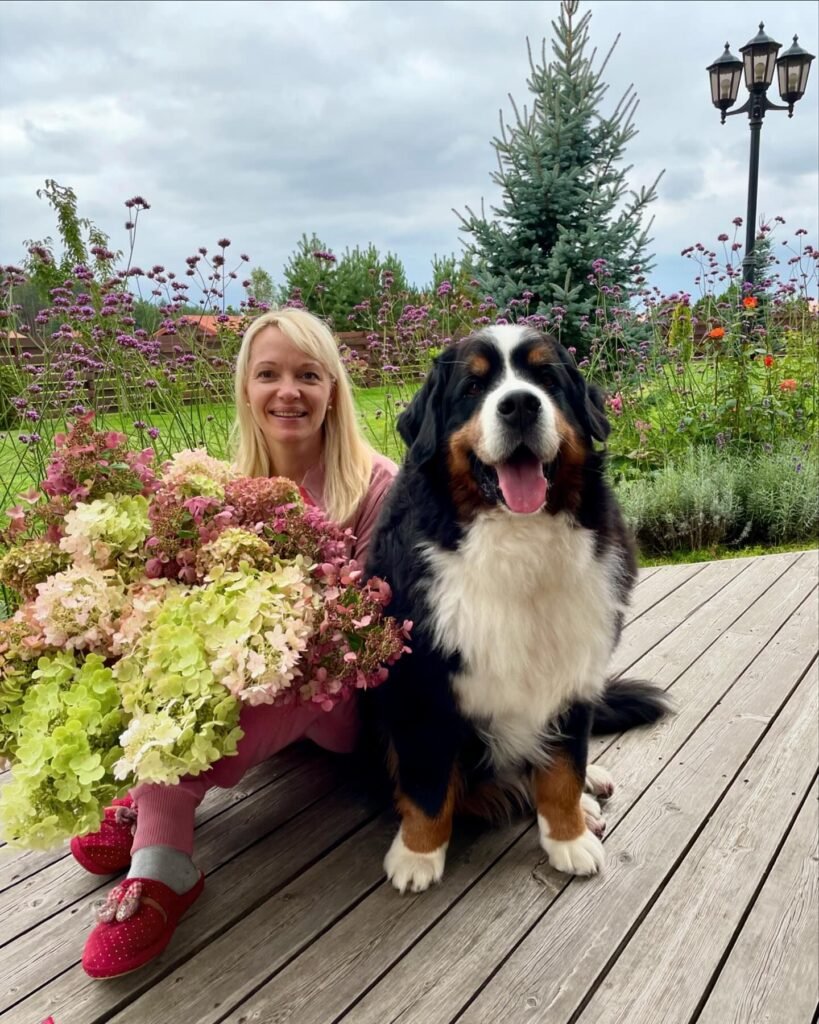 bernese mountain dog puppy